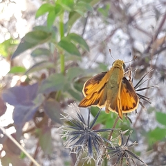 Hylephila phyleus phyleus