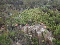 Protea venusta