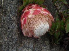 Protea venusta