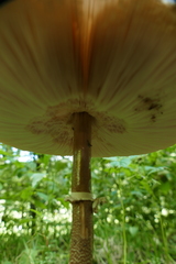 Macrolepiota procera