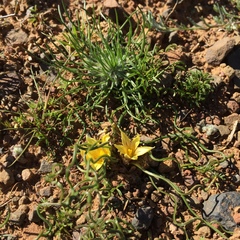 Romulea tortuosa