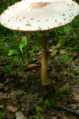 Macrolepiota procera
