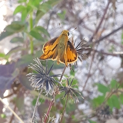 Hylephila phyleus phyleus