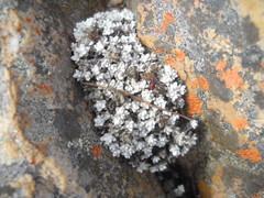 Helichrysum saxicola