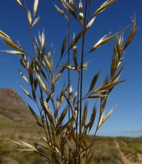 Tenaxia stricta