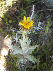 Berkheya francisci