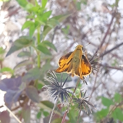 Hylephila phyleus phyleus