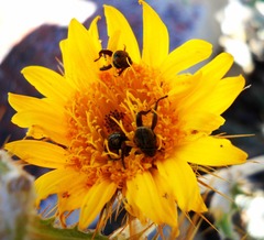 Berkheya francisci