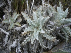 Berkheya francisci