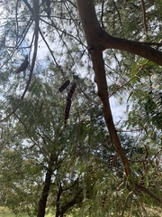 Pinus