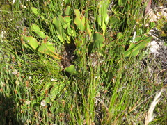 Protea scolopendriifolia