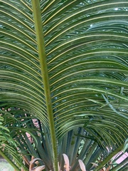 Cycas