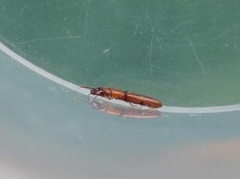 Prostomis mandibularis