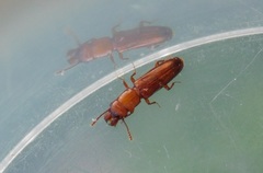 Prostomis mandibularis