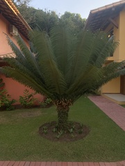 Cycas