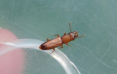 Prostomis mandibularis