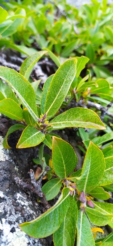 Image of Salix recurvigemmata by no rights reserved