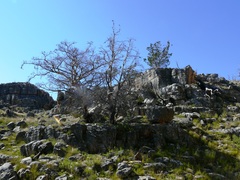 Widdringtonia wallichii