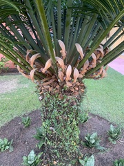 Cycas