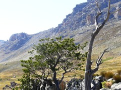 Widdringtonia wallichii