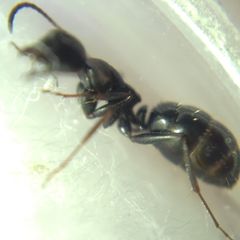 Camponotus atricolor