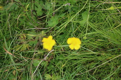 Ranunculus acris
