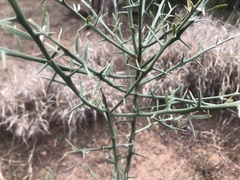 Citrus glauca