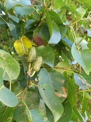 Alnus cordata