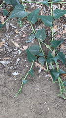 Cucurbita foetidissima