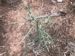 Citrus glauca