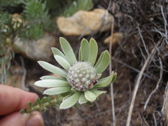 Leucadendron singulare