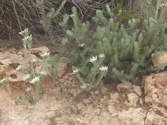 Leucadendron singulare