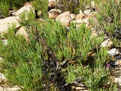Pelargonium laevigatum oxyphyllum
