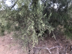 Citrus glauca