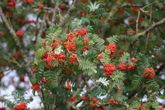 Sorbus aucuparia