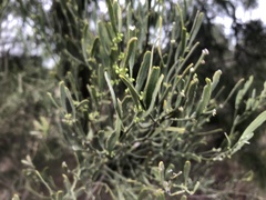 Citrus glauca