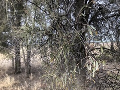 Citrus glauca
