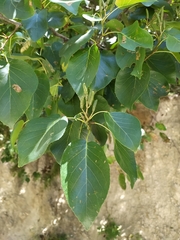 Alnus cordata