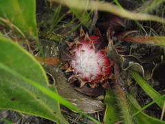 Protea scolopendriifolia