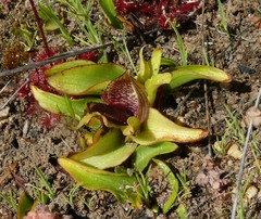 Satyrium pumilum