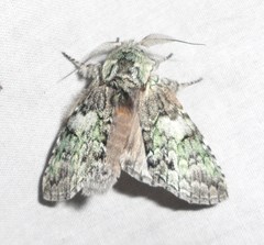 Macrurocampa marthesia