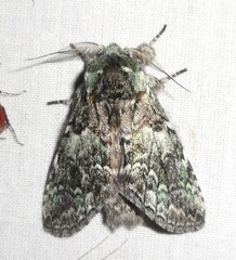 Macrurocampa marthesia