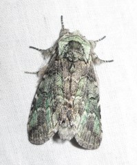 Macrurocampa marthesia