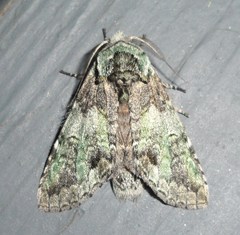 Macrurocampa marthesia