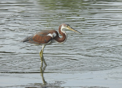 Garceta tricolor (Egretta tricolor)