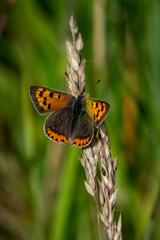 Lycaena phlaeas