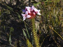 Sonderothamnus speciosus