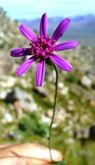 Senecio hastifolius