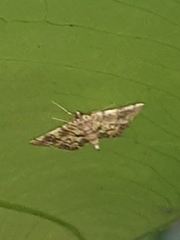 Steniini