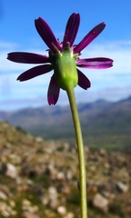 Senecio hastifolius